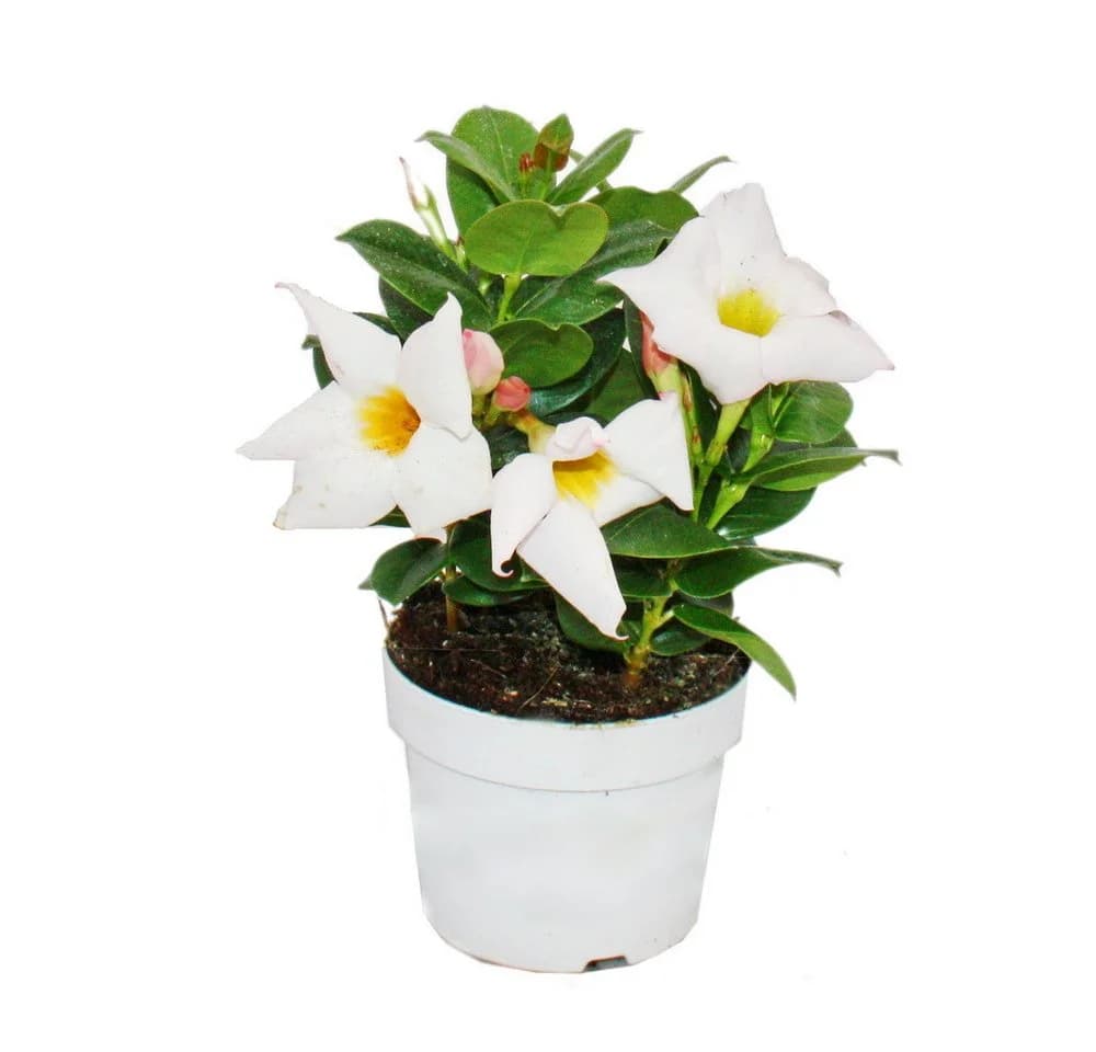 Exotenherz Dipladenia Chilenischer Jasmin 3er Set Topfpflanze - Bild 3