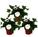 Exotenherz Edel-Lieschen Neu-Guinea 3er Set bunt 12cm Topf Bild 2