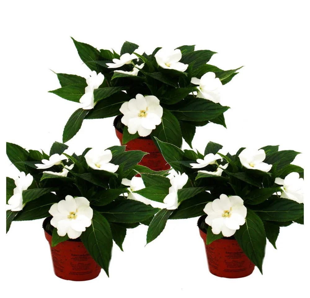 Exotenherz Edel-Lieschen Neu-Guinea 3er Set bunt 12cm Topf - Bild 2