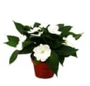 Exotenherz Edel-Lieschen Neu-Guinea 3er Set bunt 12cm Topf Bild 3