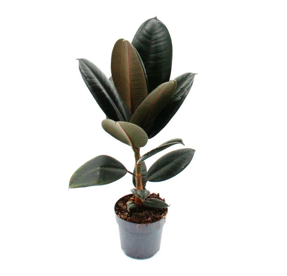 Exotenherz Gummibaum Ficus elastica "Abidjan" 11cm Topf