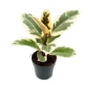 Exotenherz Gummibaum Weissbunter Ficus elastica "Tineke" 11cm Topf Bild 1
