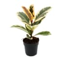 Exotenherz Gummibaum Weissbunter Ficus elastica "Tineke" 11cm Topf Bild 2