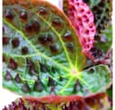 Exotenherz Wilde Begonia ferox 12cm Topf Bild 1