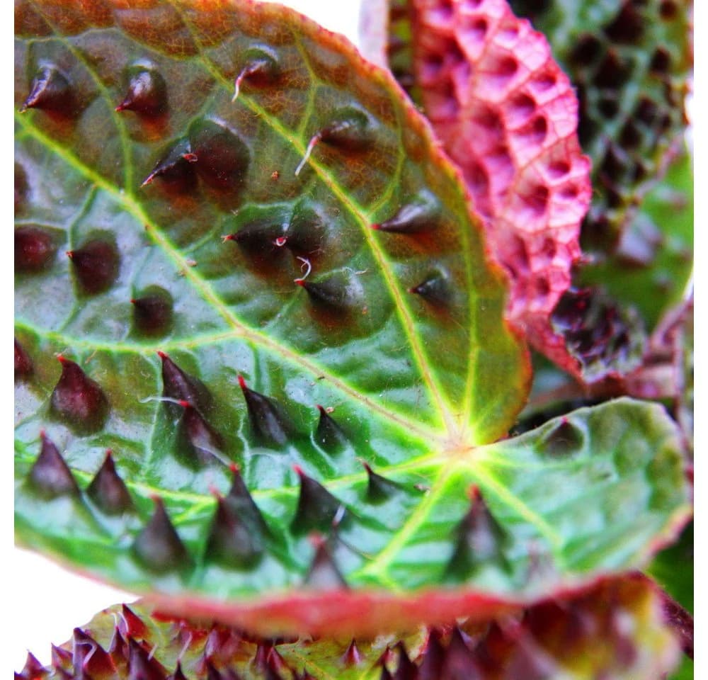 Exotenherz Wilde Begonia ferox 12cm Topf