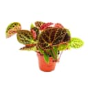 Exotenherz Wilde Begonia ferox 12cm Topf Bild 2
