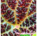 Exotenherz Wilde Begonia ferox 12cm Topf Bild 3