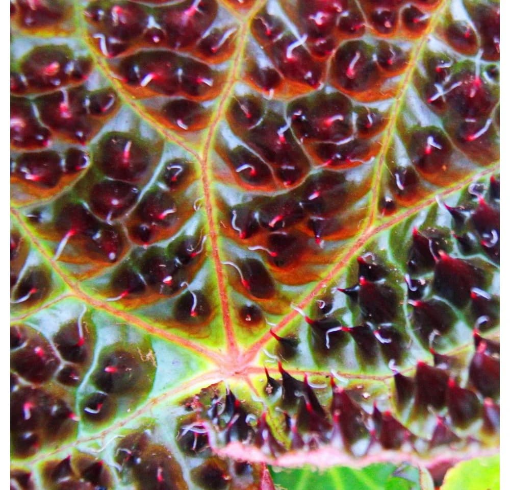Exotenherz Wilde Begonia ferox 12cm Topf - Bild 3