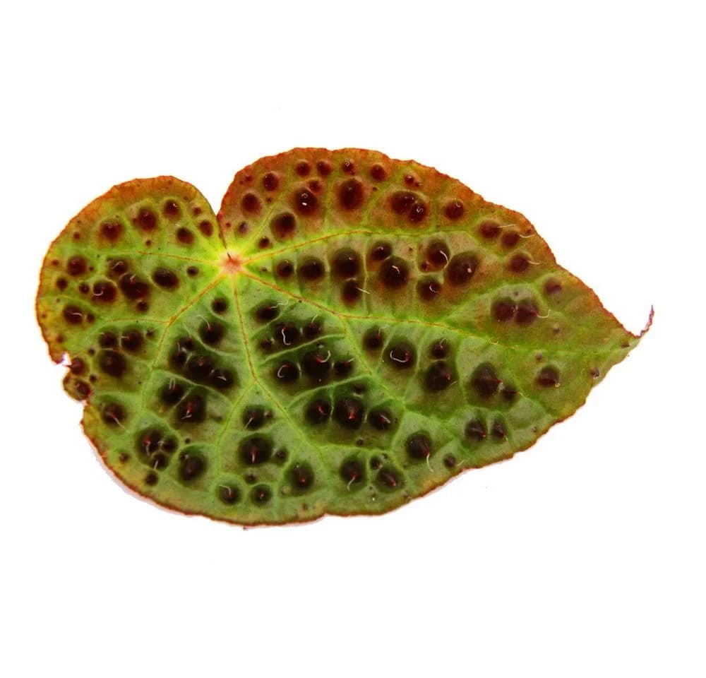 Exotenherz Wilde Begonia ferox 12cm Topf - Bild 4