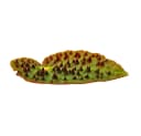 Exotenherz Wilde Begonia ferox 12cm Topf Bild 5