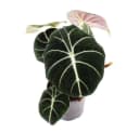 Exotenherz Zimmerpflanze Alocasia reginula Black Velvet Tropenwurz Alokasie Pfeilblatt Bild 1