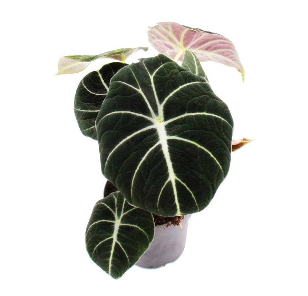 Exotenherz Zimmerpflanze Alocasia reginula Black Velvet Tropenwurz Alokasie Pfeilblatt