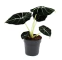 Exotenherz Zimmerpflanze Alocasia reginula Black Velvet Tropenwurz Alokasie Pfeilblatt Bild 2