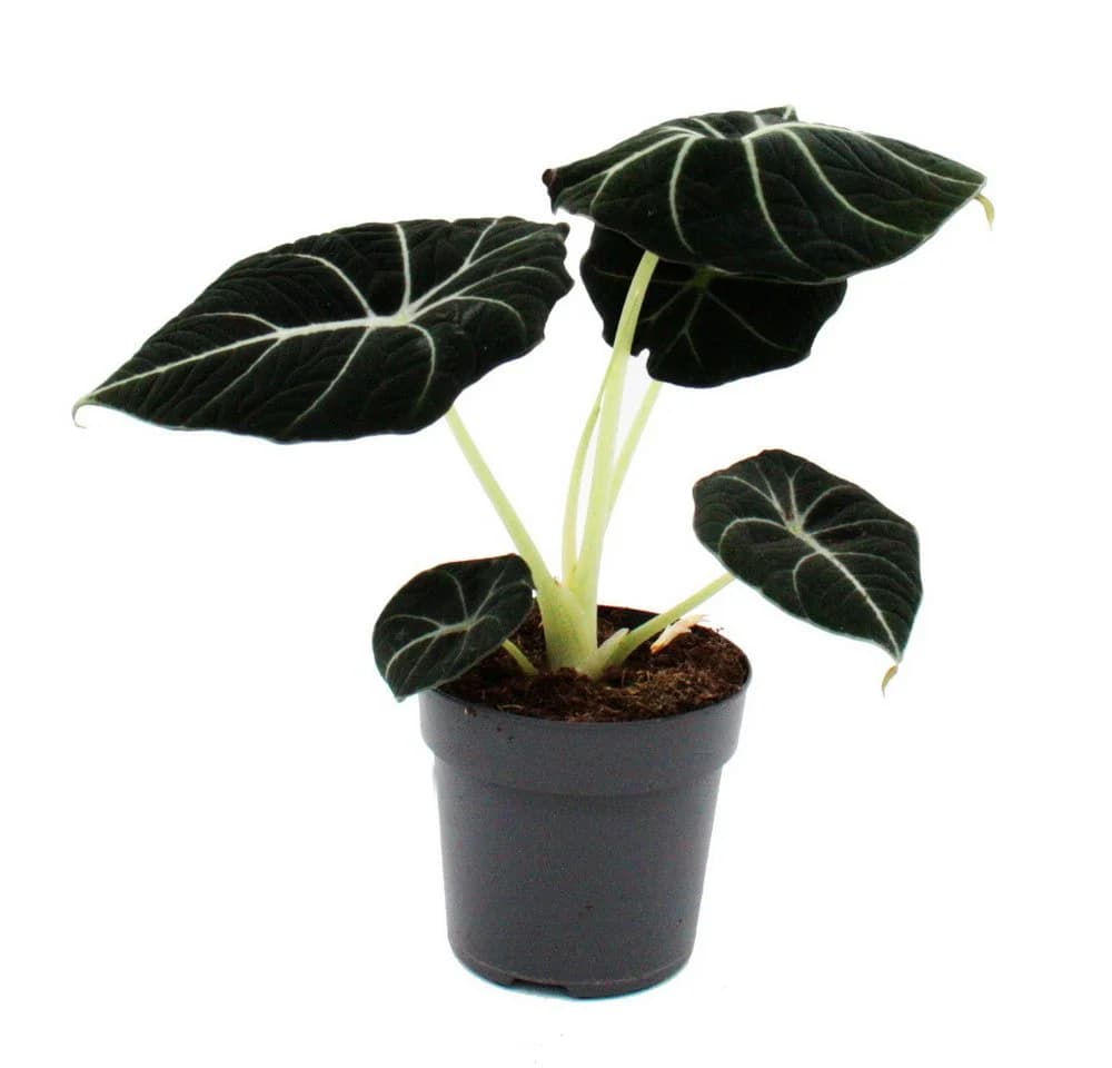 Exotenherz Zimmerpflanze Alocasia reginula Black Velvet Tropenwurz Alokasie Pfeilblatt - Bild 2