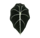 Exotenherz Zimmerpflanze Alocasia reginula Black Velvet Tropenwurz Alokasie Pfeilblatt Bild 3