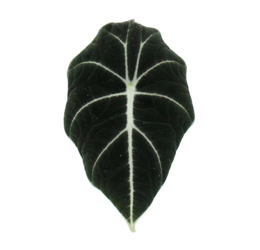 Exotenherz Zimmerpflanze Alocasia reginula Black Velvet Tropenwurz Alokasie Pfeilblatt - Bild 3