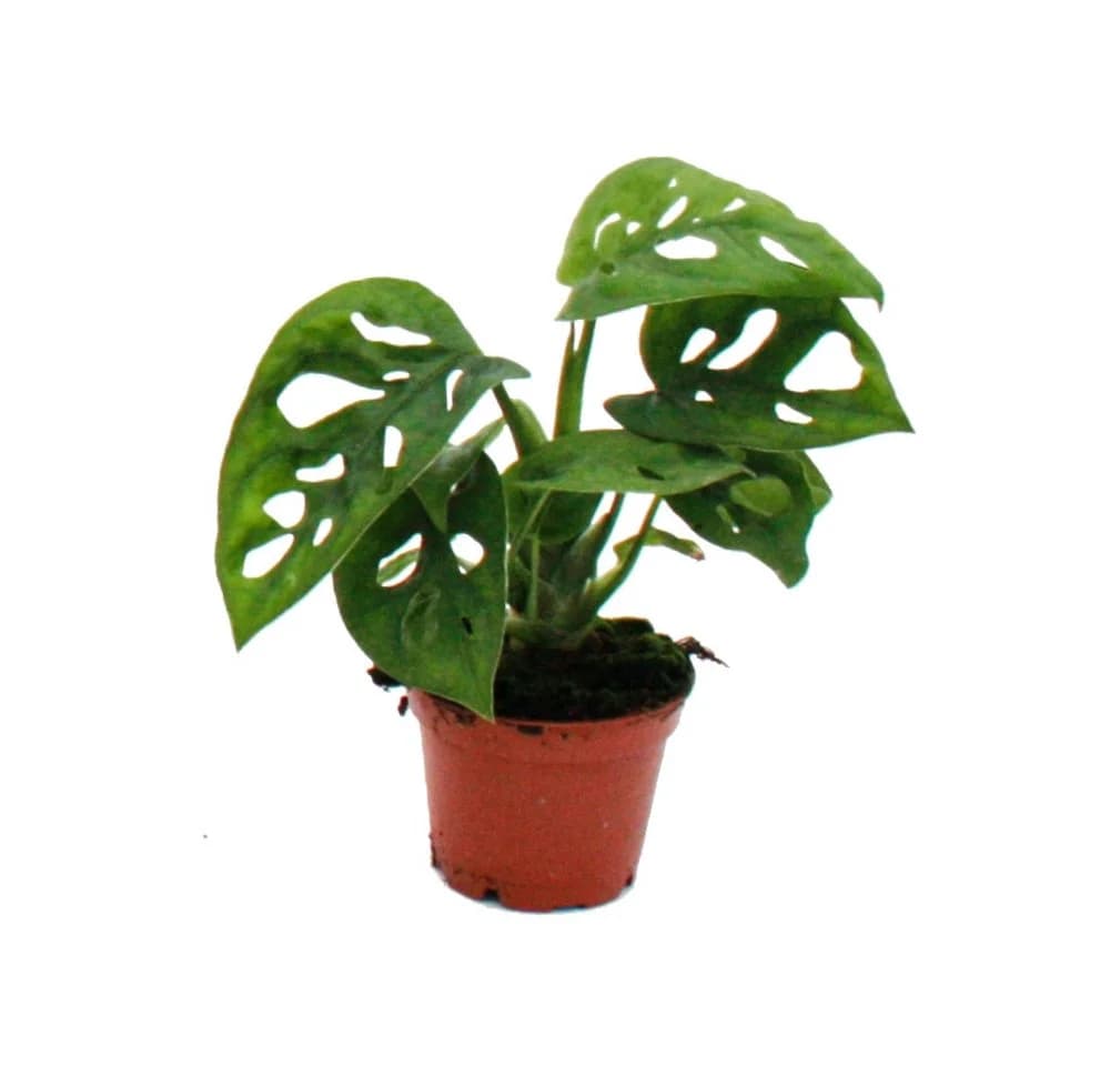 Exotenherz Zimmerpflanze Monstera Monkey Mask Fensterblatt 5,5cm Topf