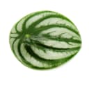 Exotenherz Peperomia argyreia Watermelon Wassermelonen-Zwergpfeffer 12cm Topf Bild 1