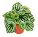 Exotenherz Peperomia argyreia Watermelon Wassermelonen-Zwergpfeffer 12cm Topf Bild 2