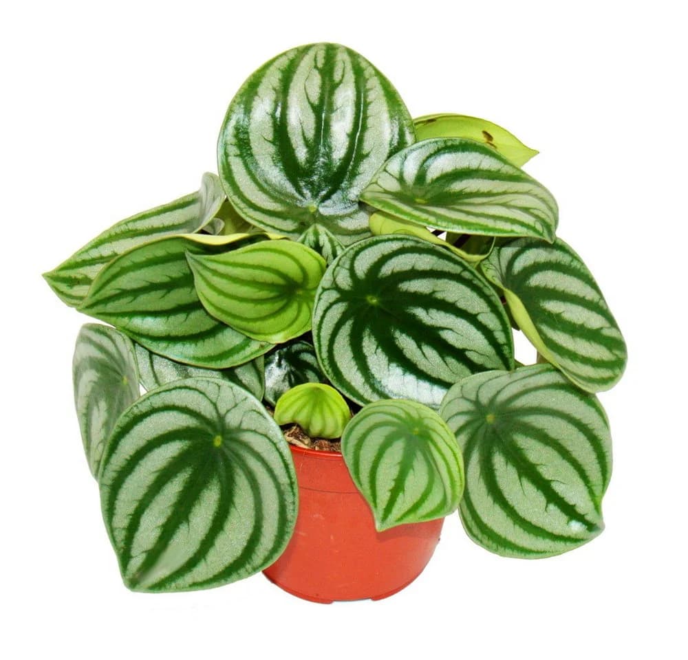 Exotenherz Peperomia argyreia Watermelon Wassermelonen-Zwergpfeffer 12cm Topf - Bild 2
