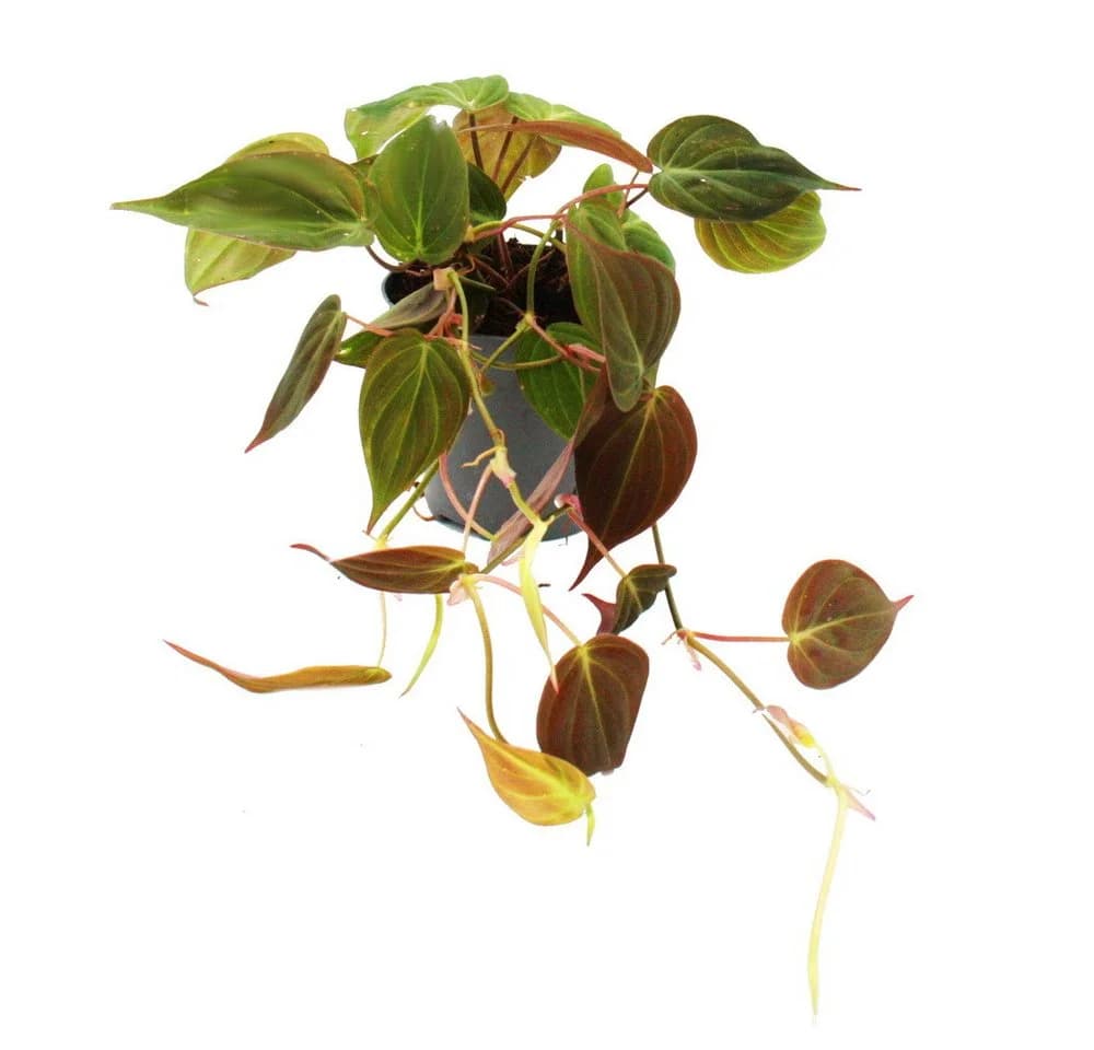 Exotenherz Zimmerpflanze Philodendron micans Dunkler Kletternder Baumfreund 12cm Topf