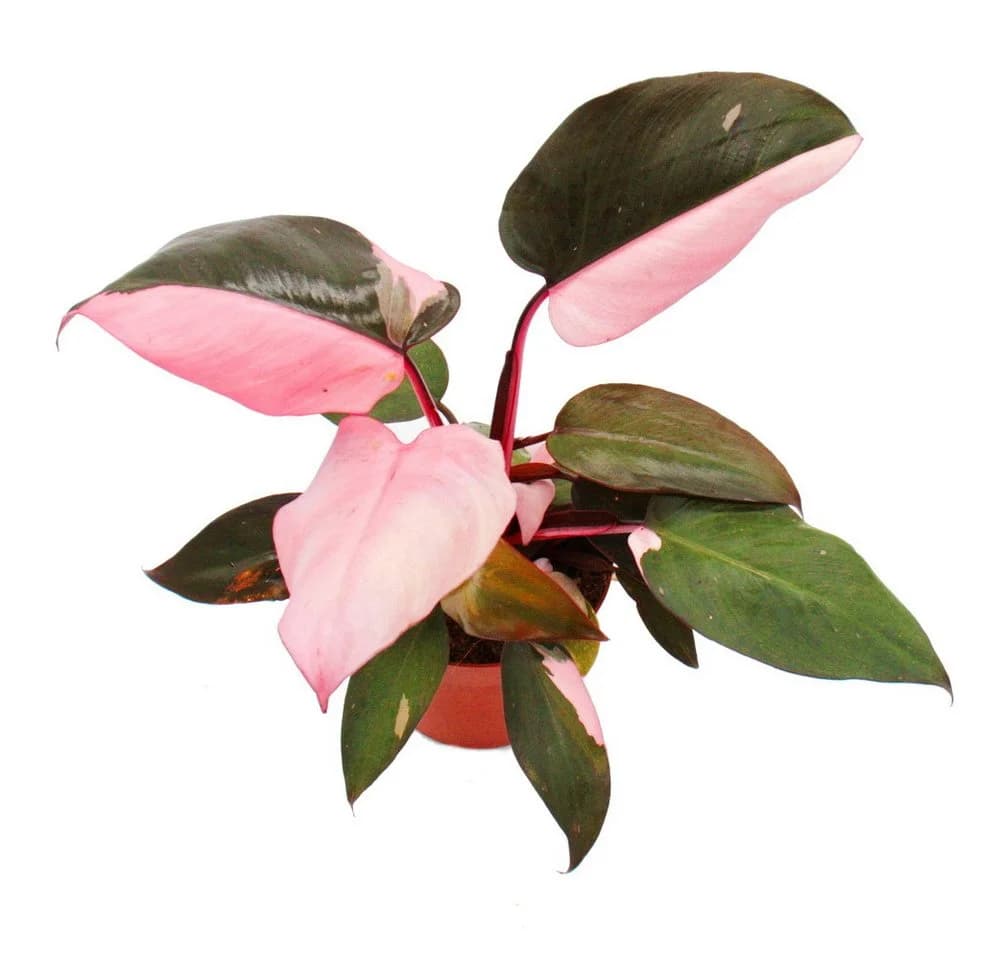 Exotenherz Philodendron Pink Princess - Zimmerpflanze