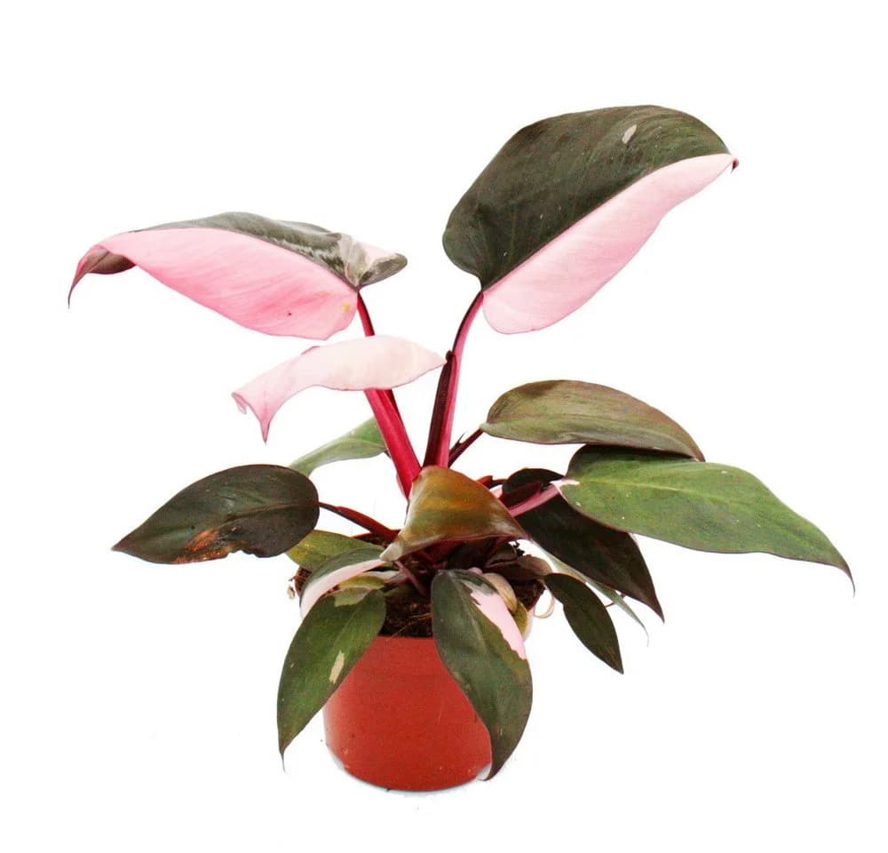 Exotenherz Philodendron Pink Princess - Zimmerpflanze - Bild 2