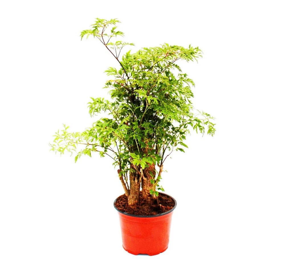 Exotenherz Fiederaralie Polyscias fruticosa Zimmerpflanze mit Stamm 12cm Topf