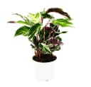 Exotenherz Zimmerpflanze Calathea White Fusion 14cm Topf Bild 1
