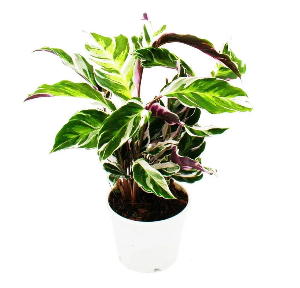 Exotenherz Zimmerpflanze Calathea White Fusion 14cm Topf - Bild 2