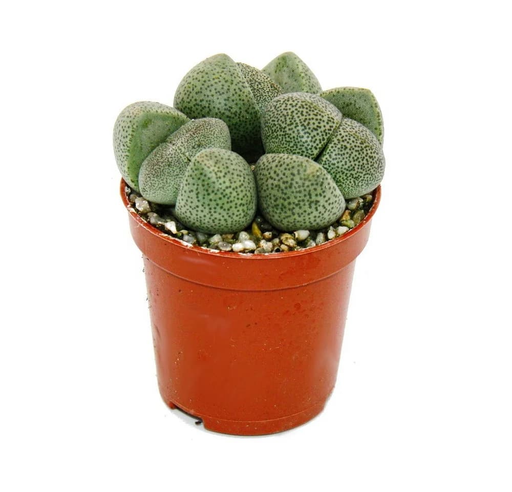Exotenherz Kaktus Pleiospilos nelii Lebender Stein Lebendes Granit 5,5cm Topf