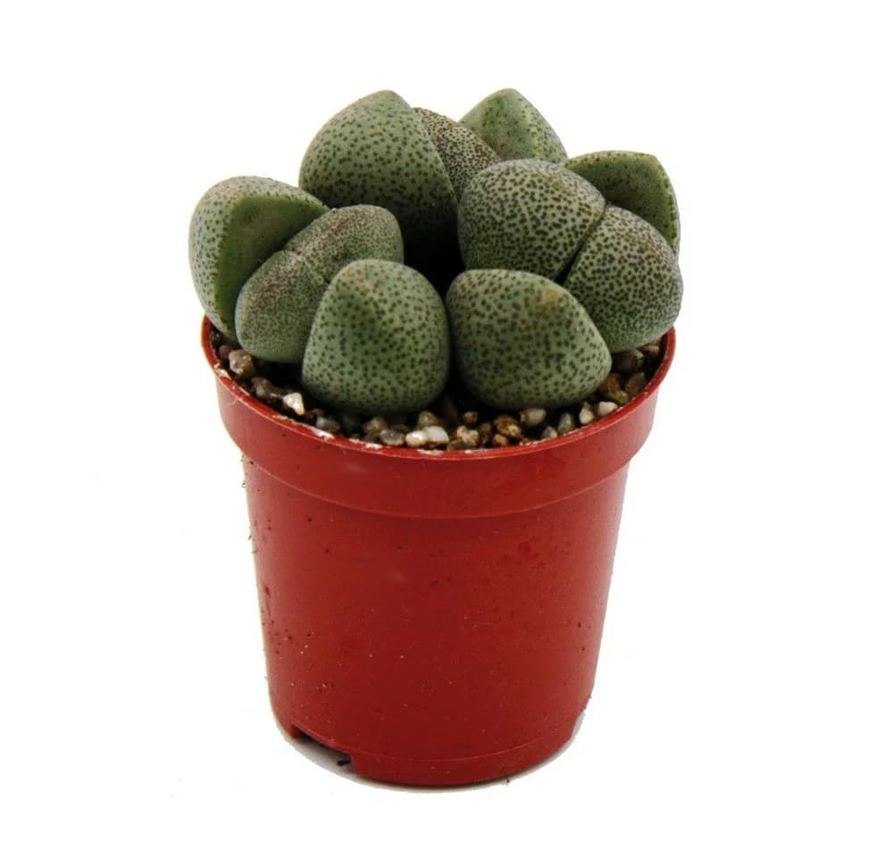 Exotenherz Kaktus Pleiospilos nelii Lebender Stein Lebendes Granit 5,5cm Topf - Bild 2