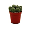 Exotenherz Kaktus Pleiospilos nelii Lebender Stein Lebendes Granit 5,5cm Topf Bild 3