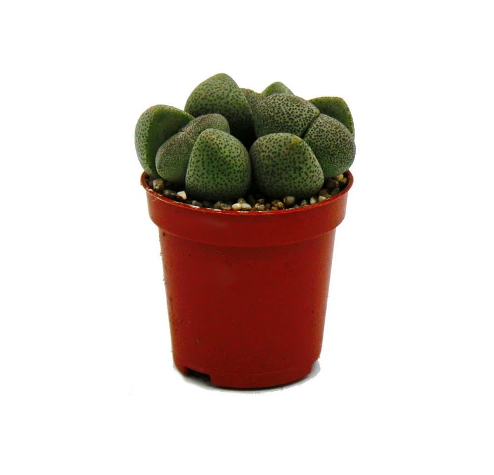Exotenherz Kaktus Pleiospilos nelii Lebender Stein Lebendes Granit 5,5cm Topf - Bild 3