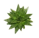 Exotenherz Gasteria D Tiga Sukkulente 8,5cm Topf Bild 1