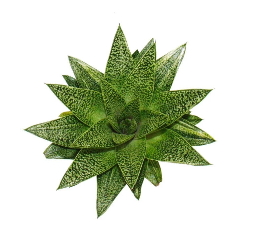 Exotenherz Gasteria D Tiga Sukkulente 8,5cm Topf