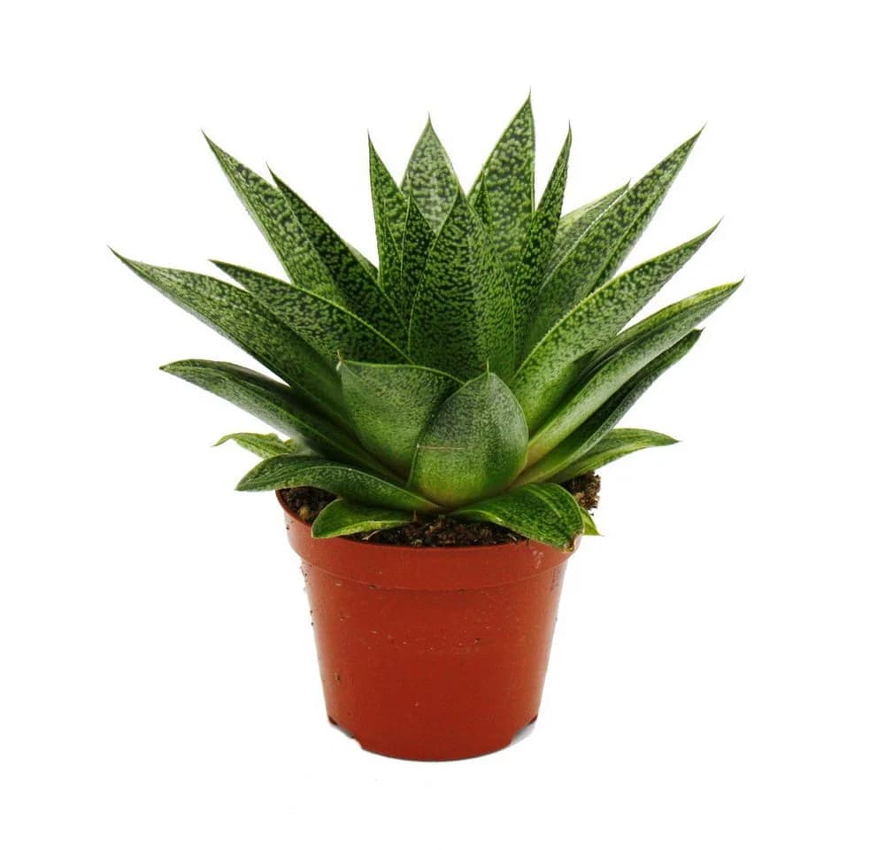 Exotenherz Gasteria D Tiga Sukkulente 8,5cm Topf - Bild 2