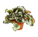 Begonia Rex 'Princess of Hanover' Königsbegonie 12cm Topf Bild 2