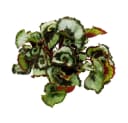 Begonia Rex 'Princess of Hanover' Königsbegonie 12cm Topf Bild 3