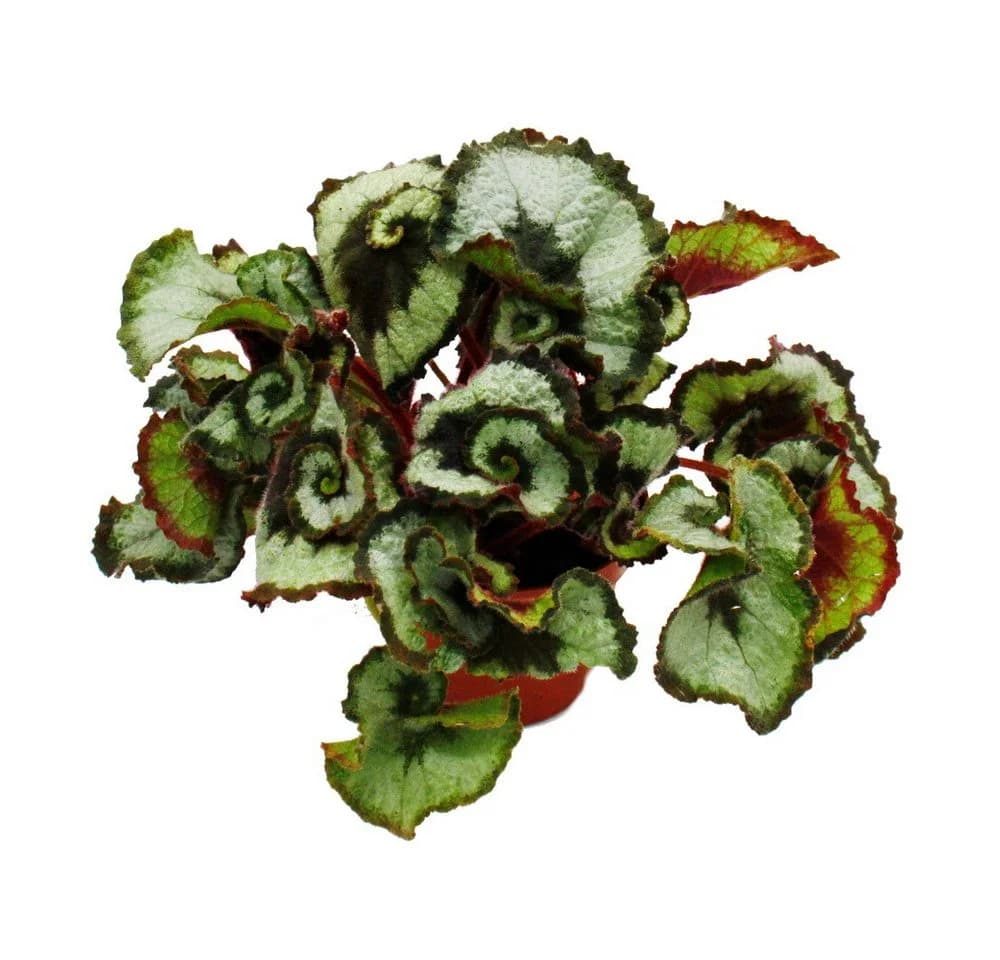 Begonia Rex 'Princess of Hanover' Königsbegonie 12cm Topf - Bild 3