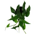 Exotenherz Epipremnum pinnatum 'Cebu Blue' - Blaugrüne Efeutute Bild 1