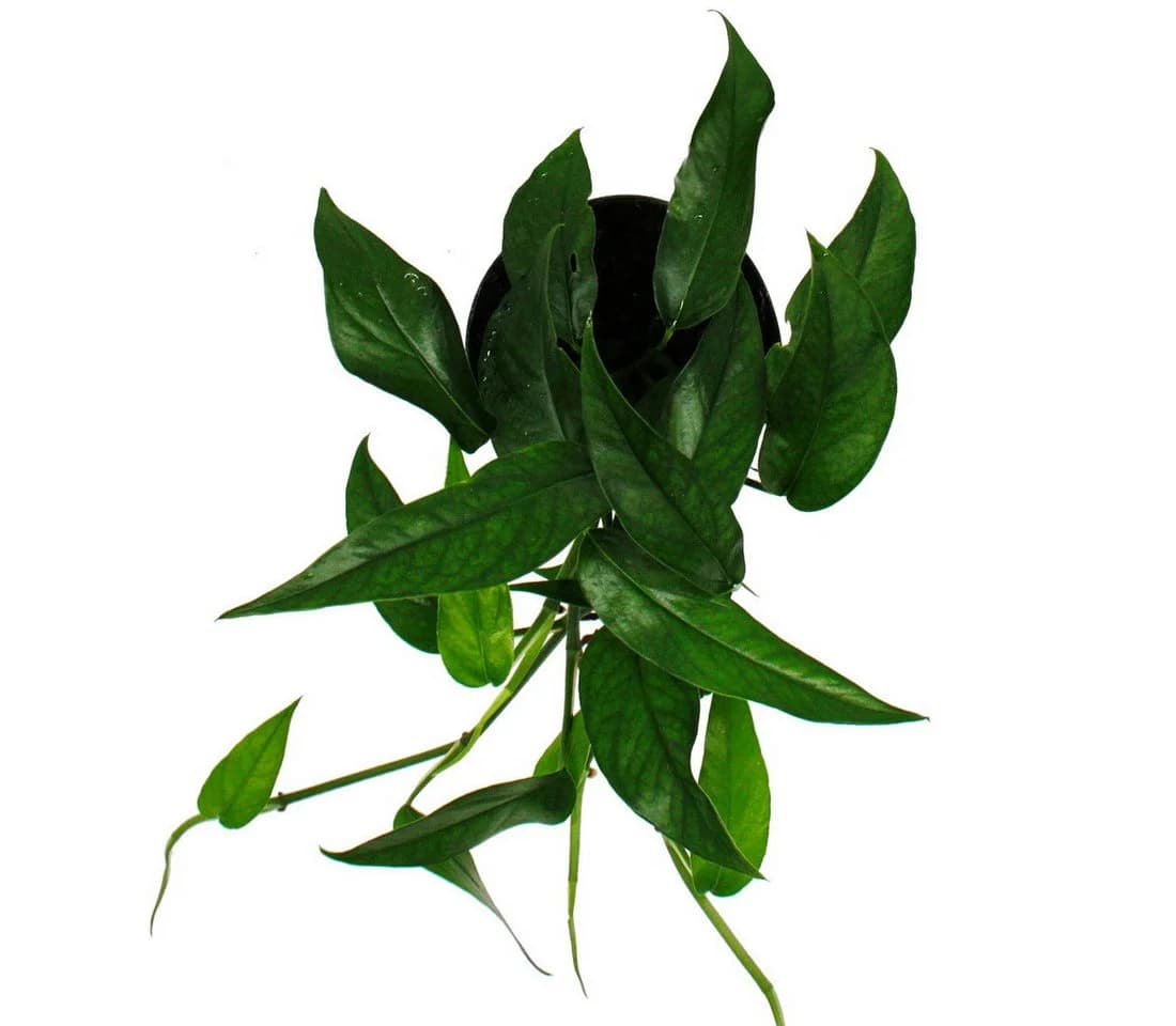 Exotenherz Epipremnum pinnatum 'Cebu Blue' - Blaugrüne Efeutute