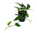 Exotenherz Epipremnum pinnatum 'Cebu Blue' - Blaugrüne Efeutute Bild 2