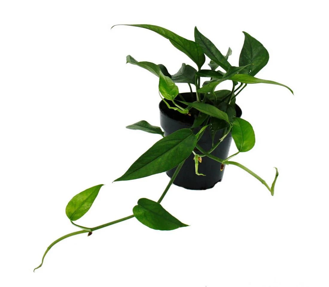Exotenherz Epipremnum pinnatum 'Cebu Blue' - Blaugrüne Efeutute - Bild 2