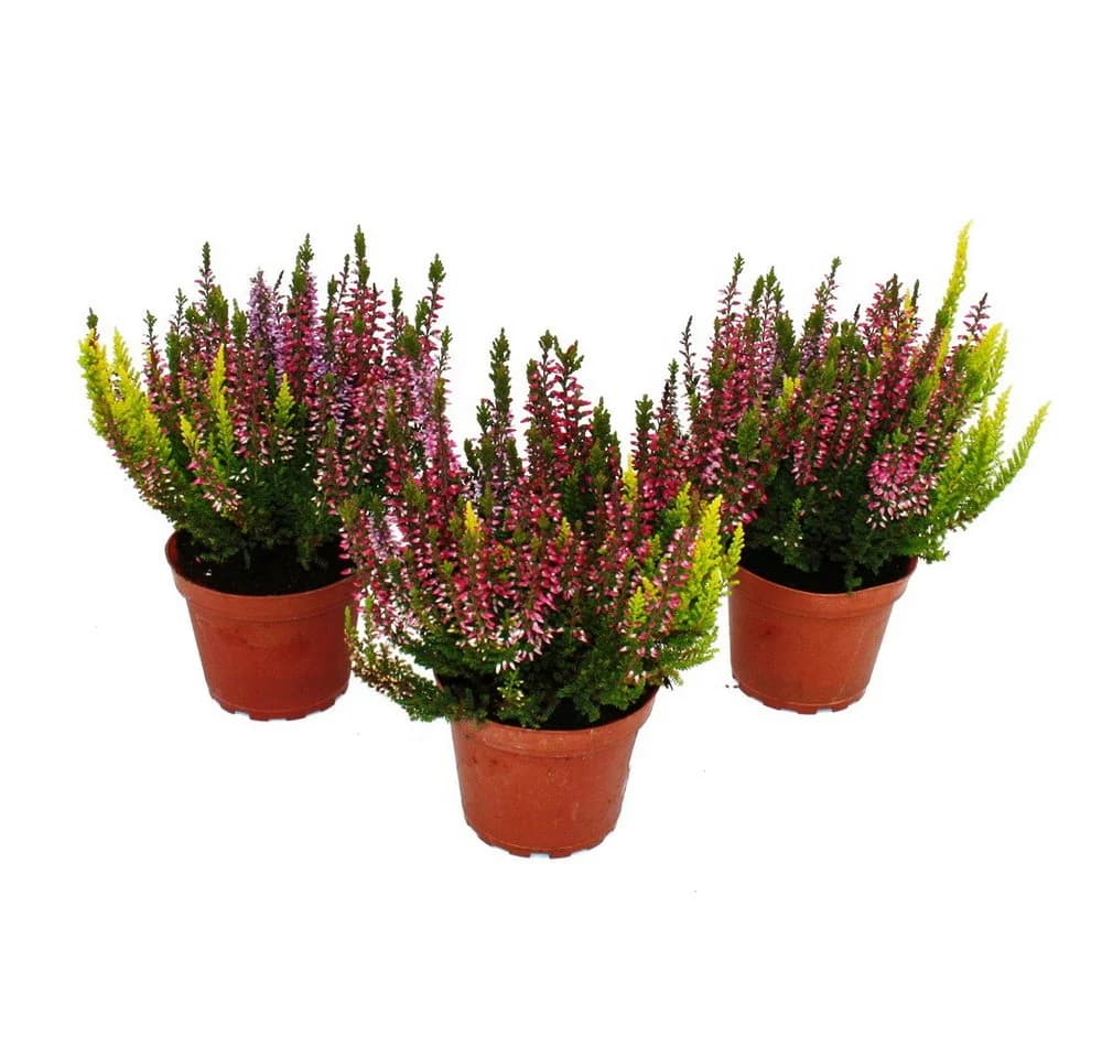 Exotenherz Besenheide 3er Set Calluna vulgaris winterhart 11cm Topf