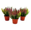 Exotenherz Besenheide 3er Set Calluna vulgaris winterhart 11cm Topf Bild 2