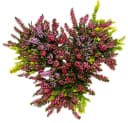 Exotenherz Besenheide 3er Set Calluna vulgaris winterhart 11cm Topf Bild 3