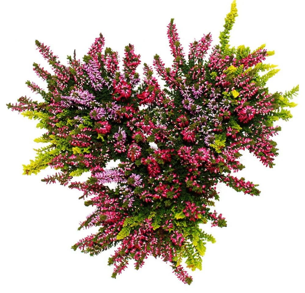 Exotenherz Besenheide 3er Set Calluna vulgaris winterhart 11cm Topf - Bild 3