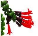 Exotenherz Zimmerpflanze Lippenstiftpflanze Schamblume Aeschynanthus 'Rasta' Hängend 15cm Bild 1