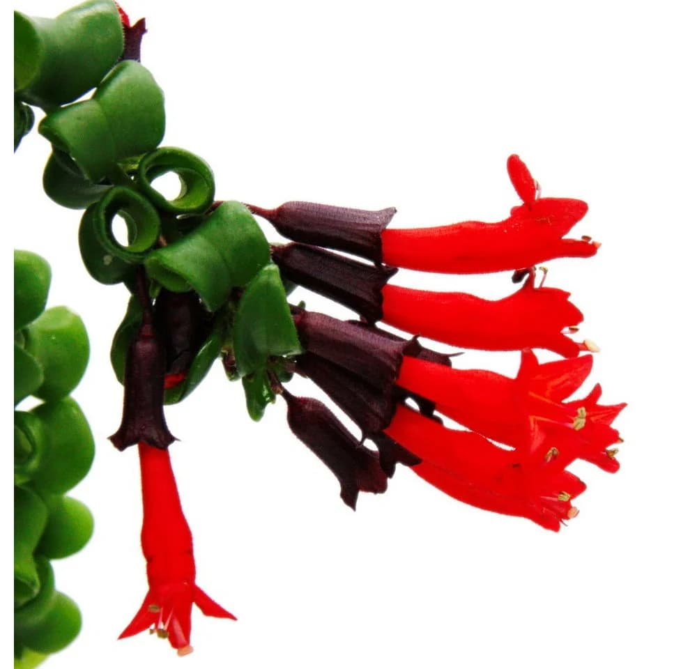 Exotenherz Zimmerpflanze Lippenstiftpflanze Schamblume Aeschynanthus 'Rasta' Hängend 15cm